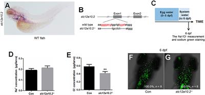 Depletion of Tissue-Specific Ion Transporters Causes Differential Expression of PRL Targets in Response to Increased Levels of Endogenous PRL